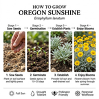 300 Pcs Oregon Sunshine Seeds, Non-GMO Heirloom Flowers for Gardens, Vigorous Growth, Low Maintenance Ground Cover