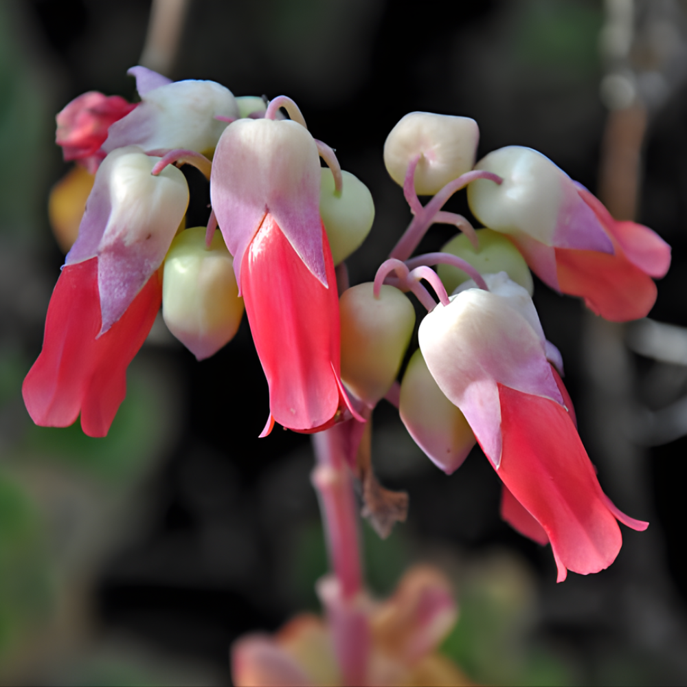 Cotyledon Pendens Succulent Plant Live – 2 Inch Pot | Rare Trailing Houseplant | Easy-Care Indoor Succulent