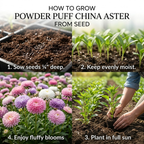 400 Pcs Powder Puff China Aster Seeds for Planting Outdoors, Grow Robust, Easy to Care Mixed Fluffy Blooms for Garden Landscapes