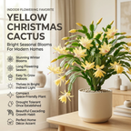Orange Christmas Cactus Plant, 5-6 Inch Tall, Winter Blooming Succulent Starter for Home Décor, Low Maintenance Plant for Bright Indoor Spaces and Holiday Gifts
