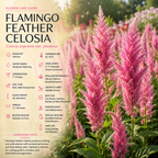 75 Pcs Flamingo Feather Celosia Seeds for Outdoors, Adaptable Heirloom Yielding Striking Light Pink Plumes, Low Maintenance Cut Flowers