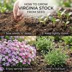3000 Pcs Virginia Stock Wildflower Seeds, Non-GMO Heirloom Flowers for Patios, Vigorous Growth Delivering Spectacular Sweet Scented Blooms