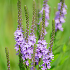 600 Pcs Wildflower Seeds for Planting - Blue Vervain, Cultivate Robust Upright Spikes & Bright Blue Flowers, Easy to Care Outdoor Yard Decor