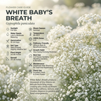 1500 Pcs Baby's Breath Seeds for Planting Outdoors, Non-GMO Heirloom Flowers, Low Maintenance Cloud Blooms for Yard Borders
