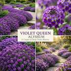 300 Sweet Alyssum Seeds for Planting Outdoors, Sturdy Violet Queen Heirloom, Vigorous Ground Cover Yielding Striking Blooms for Balconies