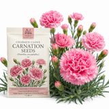 300 Pcs Heirloom Carnation Seeds for Planting, Non-GMO Heirloom Chabaud Carnation for Bouquets, Easy to Care Outdoor Yard Decor
