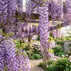 15 Pcs Wisteria Seeds for Planting Outdoors, Vigorous Flowers Yielding Striking Blooms for Yard Trellises, Easy to Care