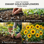 Heirloom Dwarf Sunflower Seeds, Drought-Resistant Compact Plants, Large Yellow Blooms for Stunning Summer Decor (90 Pcs)
