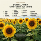 45 Mammoth Sunflower Seeds for Planting Outdoors, Sturdy Grey Stripe Heirloom, Vigorous Flowers Yielding Striking Giant Blooms for Backyards
