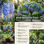 Blue Wisteria Tree, 2.5 Inch Pot, Potted Flowering Vine Starter, Fast Growing Purple-Blue Bloom Shrub for Garden and Patio