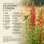 600 Pcs Standing Cypress Seeds, Cultivate Robust Feathery Foliage & Bright Red Spikes, Easy to Care Outdoor Yard Decor