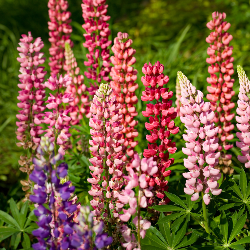 150 Pcs Lupine Seeds for Planting Outdoors, Rainbow Mix Heirloom, Vigorous Tall Flowers Yielding Striking Blooms for Backyards, Easy to Care Decor