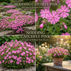 900 Pcs Nodding Catchfly Seeds, Vigorous, Cold-Hardy Plants, Grow Robust Pink Blooms for Rock Gardens
