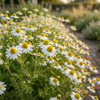 3 Packs German Chamomile Seeds for Planting (10500 Seeds), Stunning Aromatic Herb for Outdoor Gardens, Sturdy Growth with Striking Daisy-Like Blooms