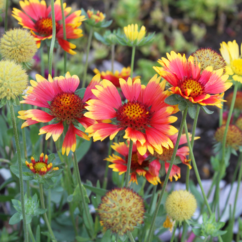 600 Pcs India Blanket Flower Seeds, Non-GMO Heirloom Gaillardia Aristata for Patios, Vigorous Growth, Low Maintenance Perennial