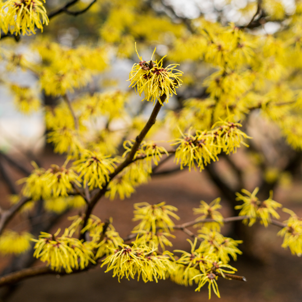 15 Pcs American Witch Hazel Seeds, Vigorous, Cold-Hardy Plants, Grow Robust Ribbon-Like Yellow Blooms for Edging & Outdoor Landscapes
