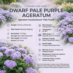360 Pcs Dwarf Ageratum Seeds for Outdoors - Blue Mink Ageratum, Robust Compact Foliage, Easy to Care Outdoor Yard Decor