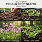 50 Pcs Midland Shooting Star Seeds, Vigorous Heirloom Native Spring Flowers for Planting, Fast-Growing Perennials for Partial Shade Landscapes