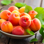 (No Ship to CA,HI,AK) Apricot Tree Live Plant, 3 Gallon Potted Edible Fruit Tree Starter, High-Vigor Cold-Hardy Plant for Home Landscapes, Resilient Deciduous Shade Tree for Backyard Orchards