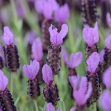 3 English Lavender Lavandula Angustifolia Plants, 3-Inch Pot, Compact Aromatic Perennial for Modern Landscape and Container Gardening