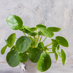 Pilea Peperomioides Live House Plant in 2 Inch Pot, Chinese Money Plant Live for Planting, Compact Indoor Plant for Modern Home & Office Settings, Real Plants for Easy Indoor Gardening