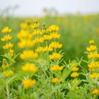 150 Pcs Yellow Lupine Seeds Perennial, Non-GMO Heirloom Flowers for Patios, Vigorous Growth, Low Maintenance Meadow Displays