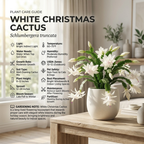 Orange Christmas Cactus Plant, 5-6 Inch Tall, Winter Blooming Succulent Starter for Home Décor, Low Maintenance Plant for Bright Indoor Spaces and Holiday Gifts