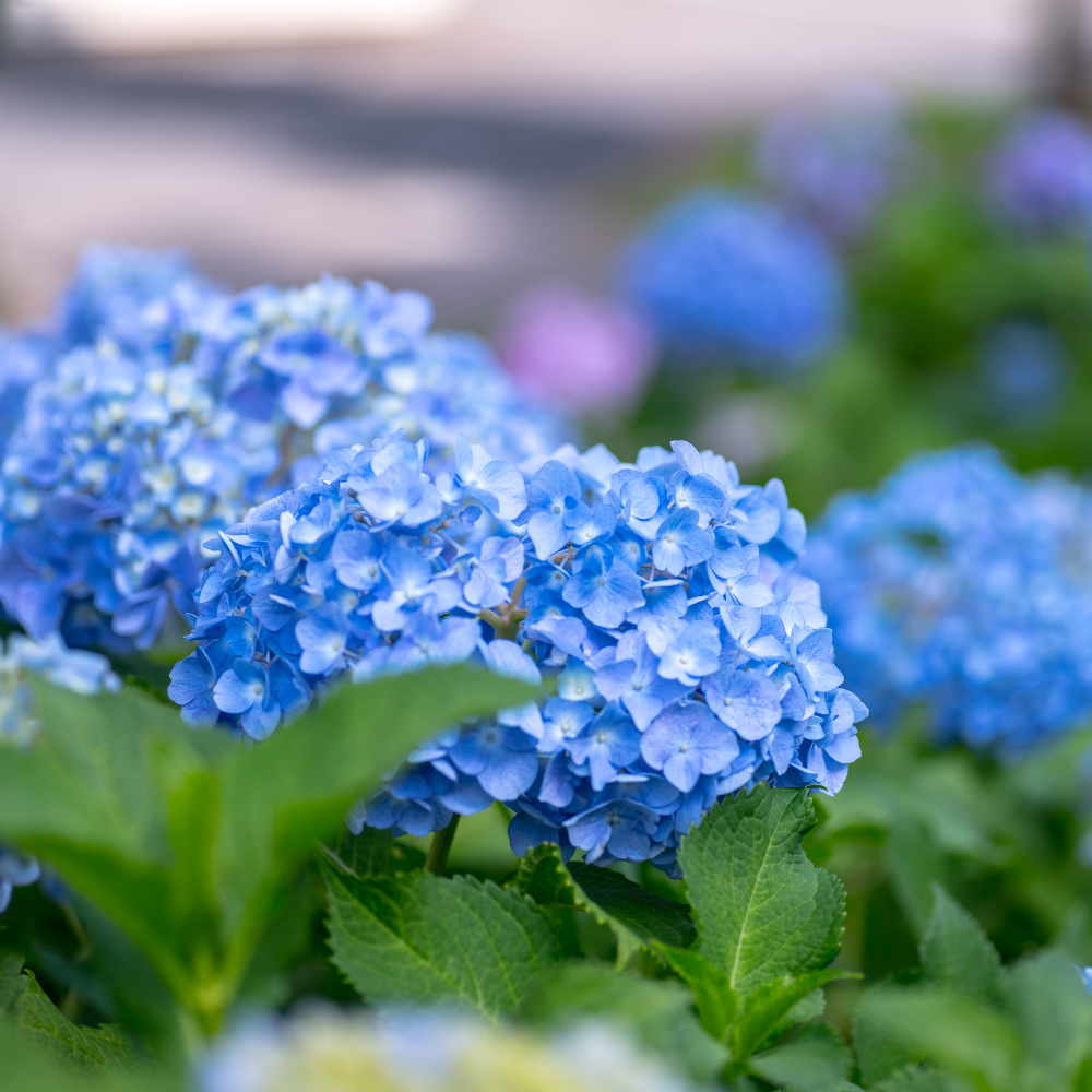 Nikko Blue Hydrangea Live Ornamental Shrub | 1 Gallon Pot | Cold-Hardy Bigleaf Hydrangea - Robust Well-Rooted Flowering Garden Tree