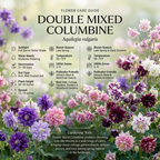 300 Pcs Columbine Seeds Perennial for Planting Outdoors, Double Mixed Heirloom, Vigorous Flowers Yielding Striking Ruffled Blooms for Gardens
