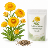 50 Strawflower Seeds for Planting, Non GMO, Fast Growing, Tall Sturdy Stems, Unique Multi-Color Everlasting Blooms, Ideal for Borders & Backyard Gardens