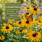 50 Pcs Rudbeckia Black Eyed Susan Seeds, Fast Growing, Drought Tolerant, Striking Elegant Golden Blooms, for Patios, Borders & Outdoor Spaces
