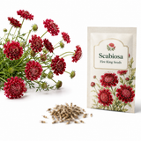 50 Scabiosa Seeds for Planting, Non-GMO Scabiosa atropurpurea, Easy to Grow, Annual, Vibrant Multi-Color Pincushion Flower Seeds for Gardens