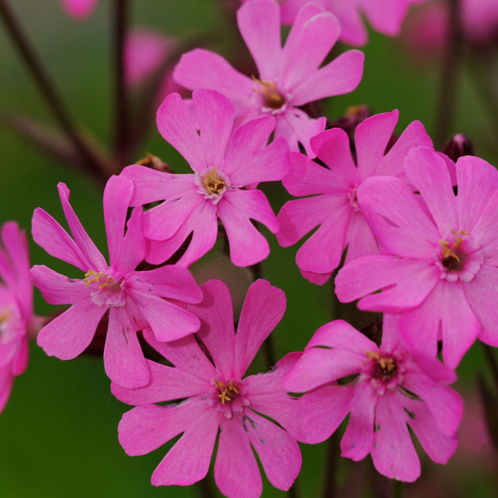 900 Pcs Nodding Catchfly Seeds, Vigorous, Cold-Hardy Plants, Grow Robust Pink Blooms for Rock Gardens