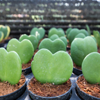 Hoya Kerrii Heart Plant Live, 2 Inch Pot, Hoya Plants Live Houseplants, Unique Indoor Succulent for Desks and Gifts