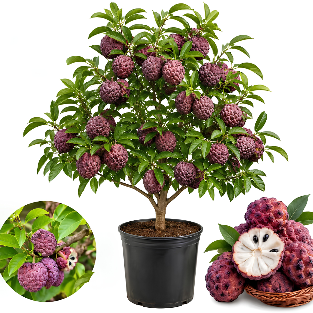 Sugar Apple Fruit Tree, 2-3 Ft Tall, 3 Gallon Pot, Hardy Tropical Fruit Plant for Landscape, Backyard Orchard and Outdoor Garden (No Ship to CA, HI, AK)