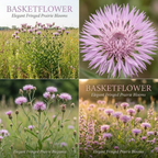 300 Heirloom Basketflower Seeds (Centaurea Americana), Vigorous, Heat-Tolerant Plants - Grow Robust Fringed Blooms for Outdoor Landscapes