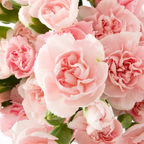 300 Pcs Heirloom Carnation Seeds for Planting, Non-GMO Heirloom Chabaud Carnation for Bouquets, Easy to Care Outdoor Yard Decor