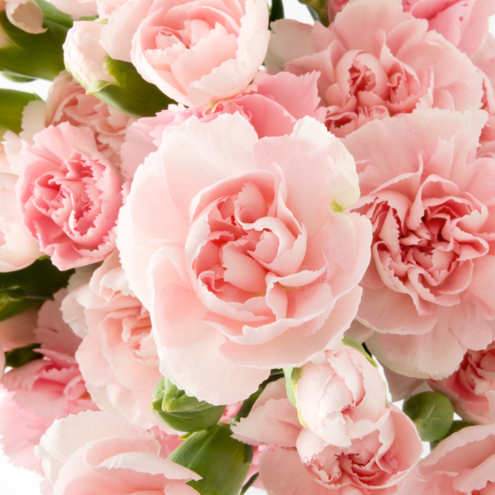 300 Pcs Heirloom Carnation Seeds for Planting, Non-GMO Heirloom Chabaud Carnation for Bouquets, Easy to Care Outdoor Yard Decor