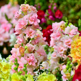 90 Pcs Chantilly Light Pink Snapdragon Seeds Vigorous, Cold-Hardy Plants, Grow Robust Open-Faced Blooms for Edging & Outdoor Landscapes