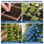 150 Pcs Morning Glory Seeds for Planting Outdoors, Heavenly Blue Heirloom, Vigorous Climbing Vines Yielding Striking Blooms for Balconies