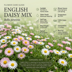 900 Pcs English Daisy Seeds Mixed for Outdoors, Non-GMO Heirloom Flowers for Patios, Easy to Care Outdoor Yard Decor
