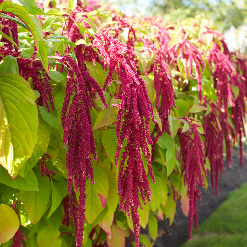 900 Pcs Love Lies Bleeding Amaranth Seeds for Planting, Robust Upright Stalks & Bright Drooping Red Flowers, Easy to Care Outdoor Yard Decor