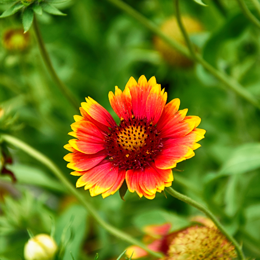 600 Pcs India Blanket Flower Seeds, Non-GMO Heirloom Gaillardia Aristata for Patios, Vigorous Growth, Low Maintenance Perennial
