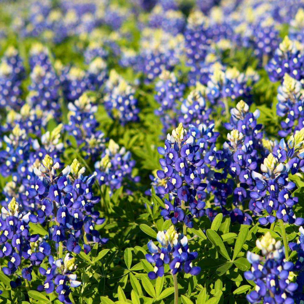 150 Pcs Texas Bluebonnet Wildflower Seeds for Planting, Cultivate Robust Upright Stalks & Bright Blue Flowers, Easy to Care Outdoor Yard Decor