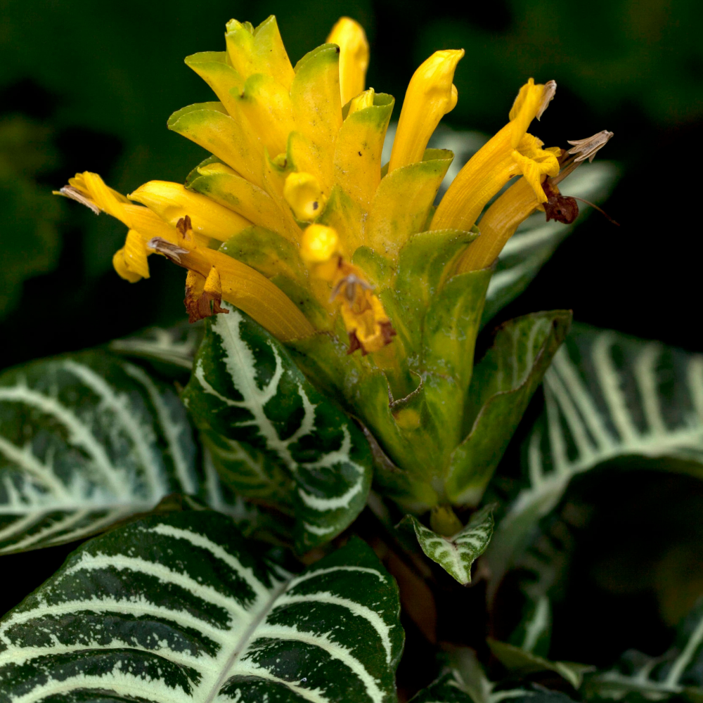 Snow White Zebra Plant, Live Aphelandra in 4 Inch Pot, Ideal for Modern Home Décor, Desk Displays & Plant Collections, Easy to Grow