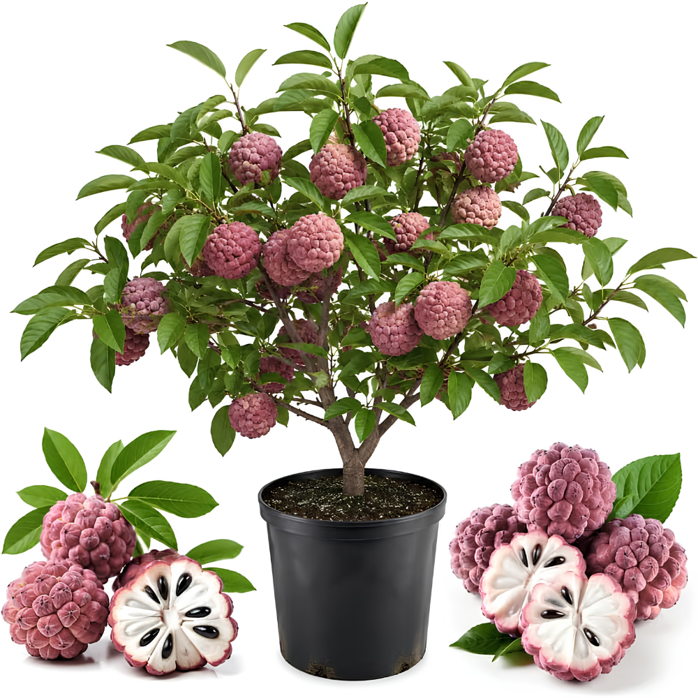 Sugar Apple Tree in 3 Gallon Pot, 2-3 Ft Tall, Well-Rooted Tree, USDA Zone 9-11, Hardy Custard Apple Fruit Tree for Home Garden (No Ship to CA, HI, AK)