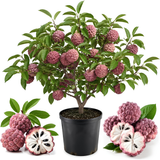 Sugar Apple Tree in 3 Gallon Pot, 2-3 Ft Tall, Well-Rooted Tree, USDA Zone 9-11, Hardy Custard Apple Fruit Tree for Home Garden (No Ship to CA, HI, AK)