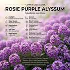 4500 Sweet Alyssum Seeds for Planting Outdoors, Sturdy Rosie Purple Heirloom, Vigorous Ground Cover Yielding Striking Blooms for Balconies