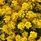 300 Pcs Basket of Gold Alyssum Flower Seeds, Cold-Hardy Perennial Plants, Grow Robust Golden Yellow Blooms for Ground Cover