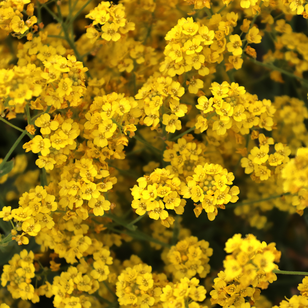 300 Pcs Basket of Gold Alyssum Flower Seeds, Cold-Hardy Perennial Plants, Grow Robust Golden Yellow Blooms for Ground Cover